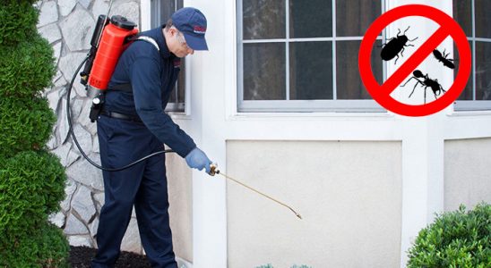 Amasra Fare İlaçlama böcek ilaçlama ve haşere kontrolü — ilaclama-tr.com